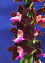 Trichoglottis brachiata x sib. `Vin Mar' AM/AOS